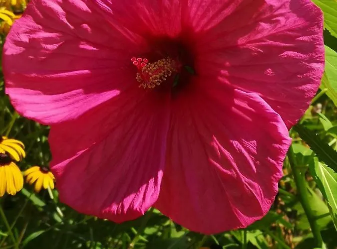 Seepension Smoley בית הארחה